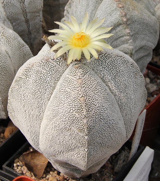 Astrophitum onzuka
