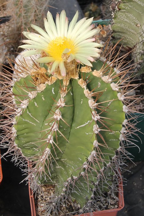 Astrophiyum ornatum virens