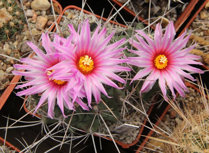 Thelocactus freudenbergeri RS350