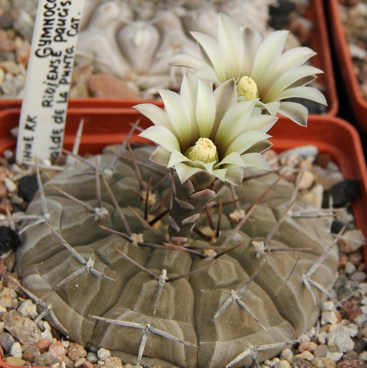 Gymnocalycium riojense paucispinum VG551