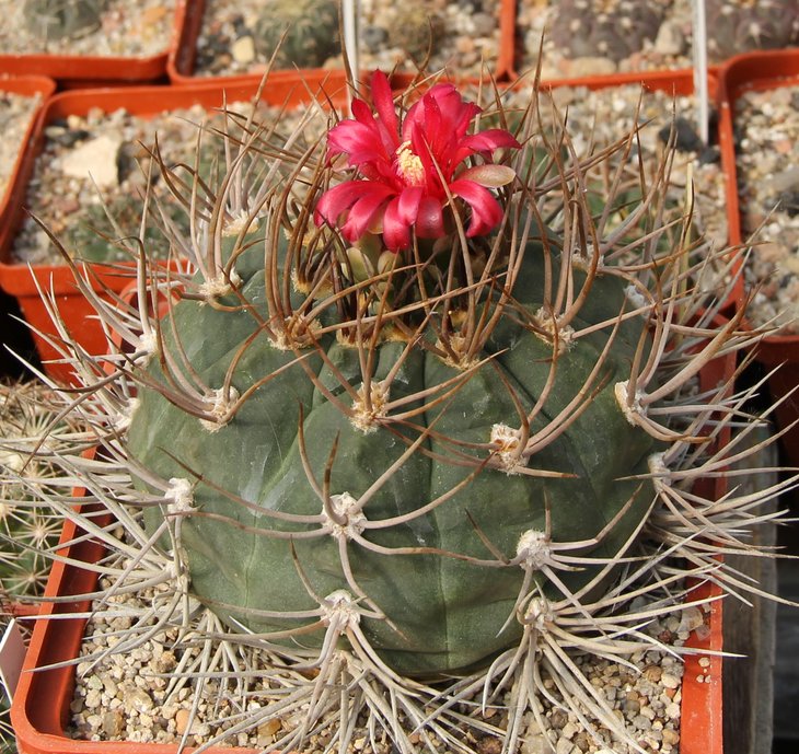 Gymnocalycium tillianum