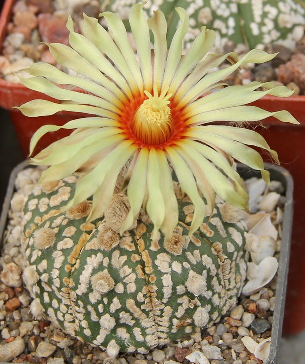 Astrophitum capr X SK
