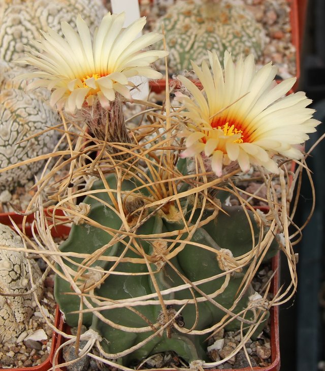 Astrophitum capricorne niveum nudum flavispinum