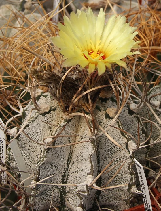 Astrophitum capricorne niveum