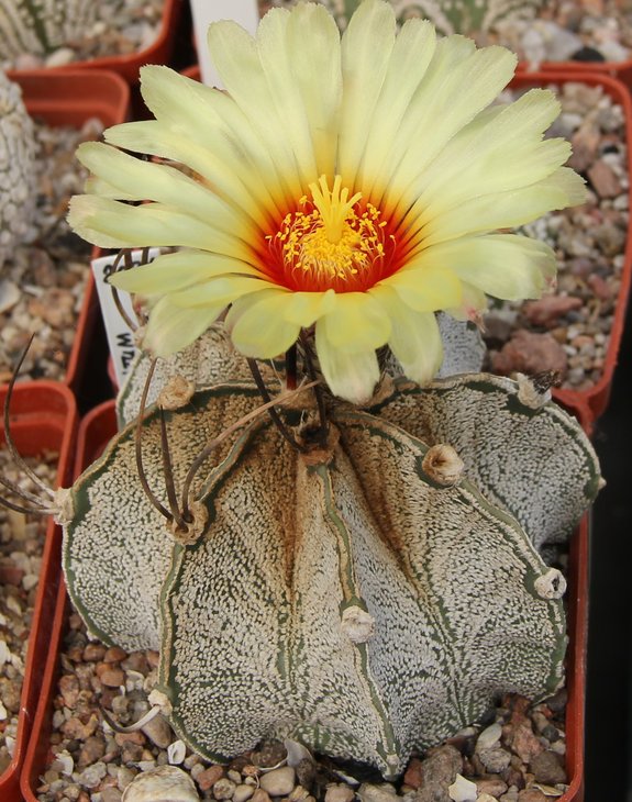 Astrophitum capricorne stachellos