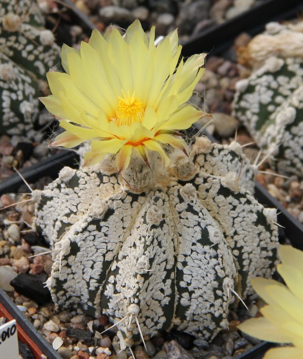 Astrophitum crassispinoides X SK