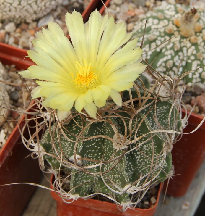Astrophitum crassispinoides