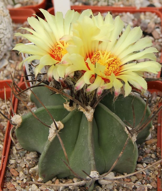 Astrophitum niveum nudum MZ671