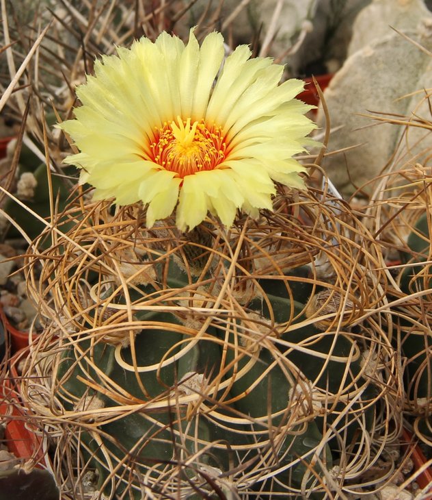 Astrophitum senile aureum