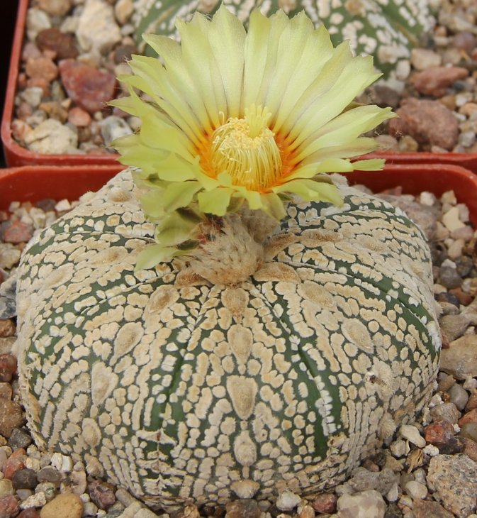 Astrophitum SUPER KABUTO (2)