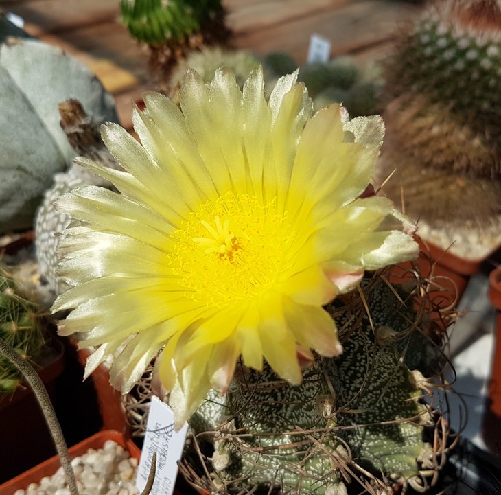 A. capricorne var. crassispinoides