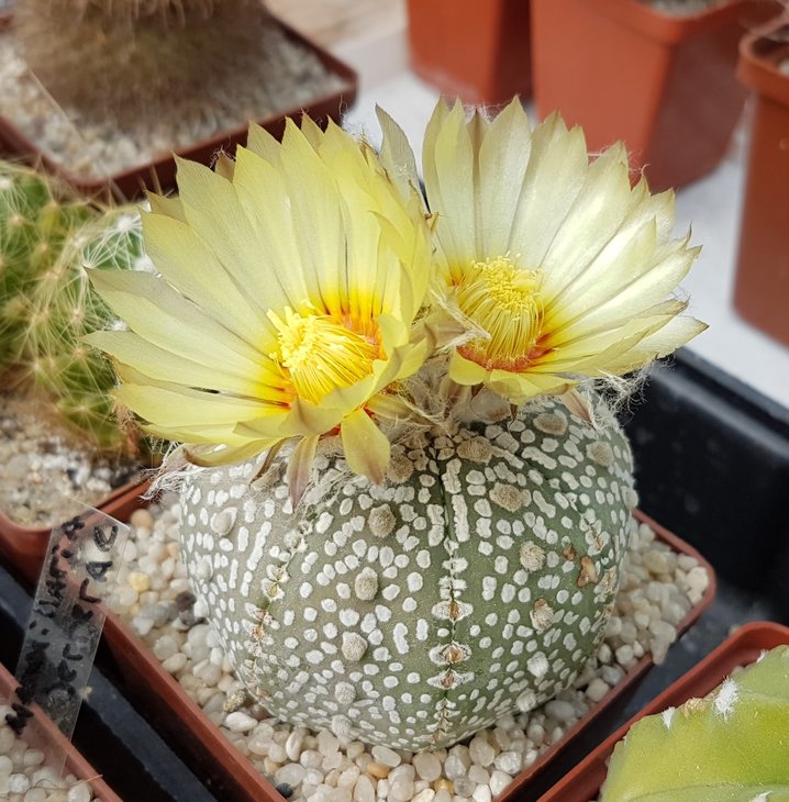 Astrophytum asterias