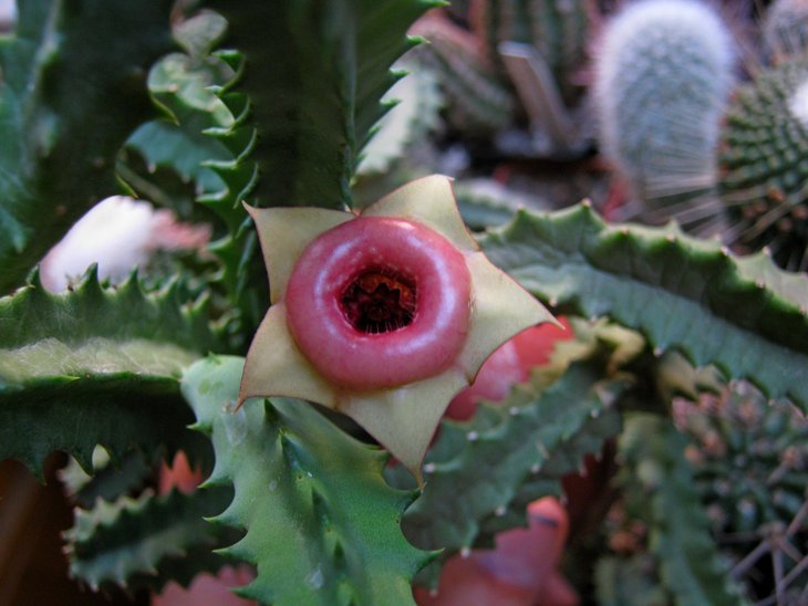 Huernia insigniflora