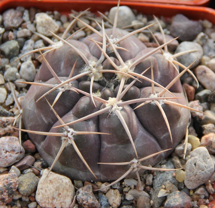 Gymnocalycium borthii nogolense JO1441.1 N of Nogoli S.L. Bercht2007