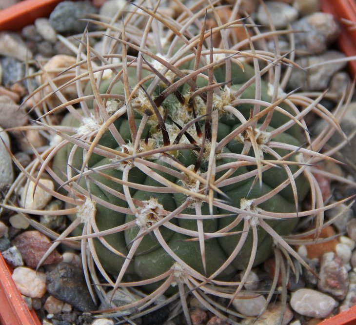 Gymnocalycium catamarcense belense VG813