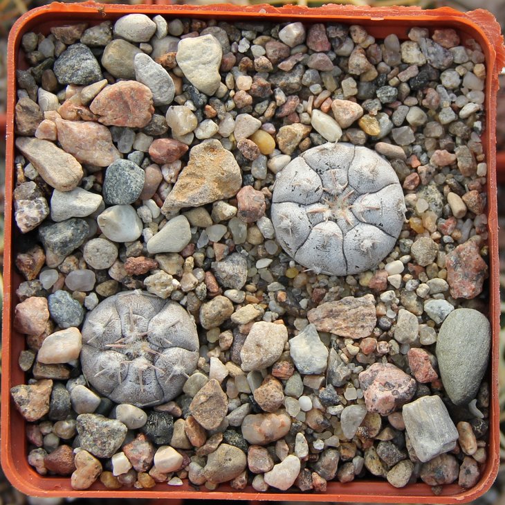 Gymnocalycium prohazkianum HV1279