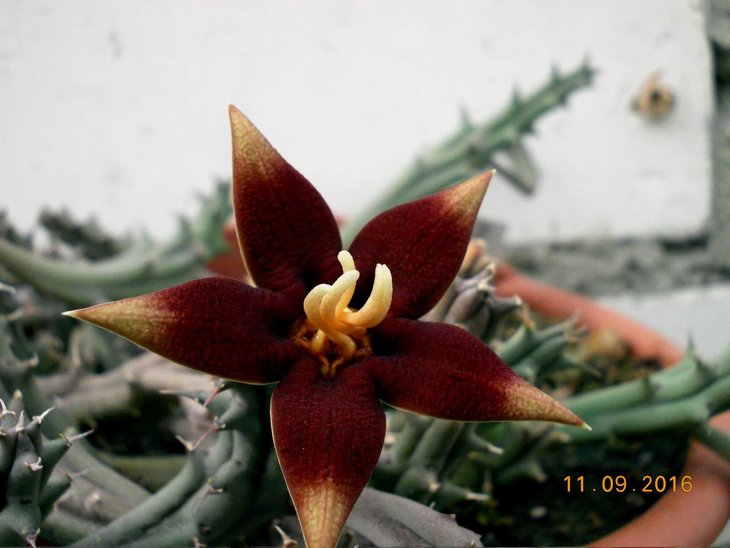 Huerniopsis atrosanguinea