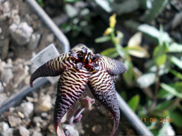 Stapelia cedrimontana