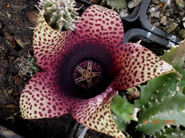 Tavarorbea