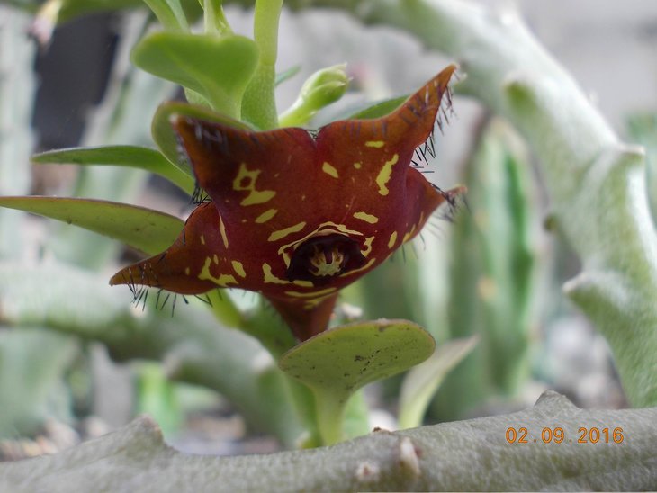 Frerea indica