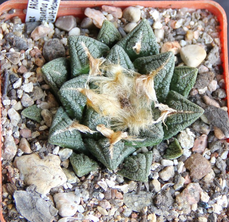 Ariocarpus fissuratus hintonii MS366.33