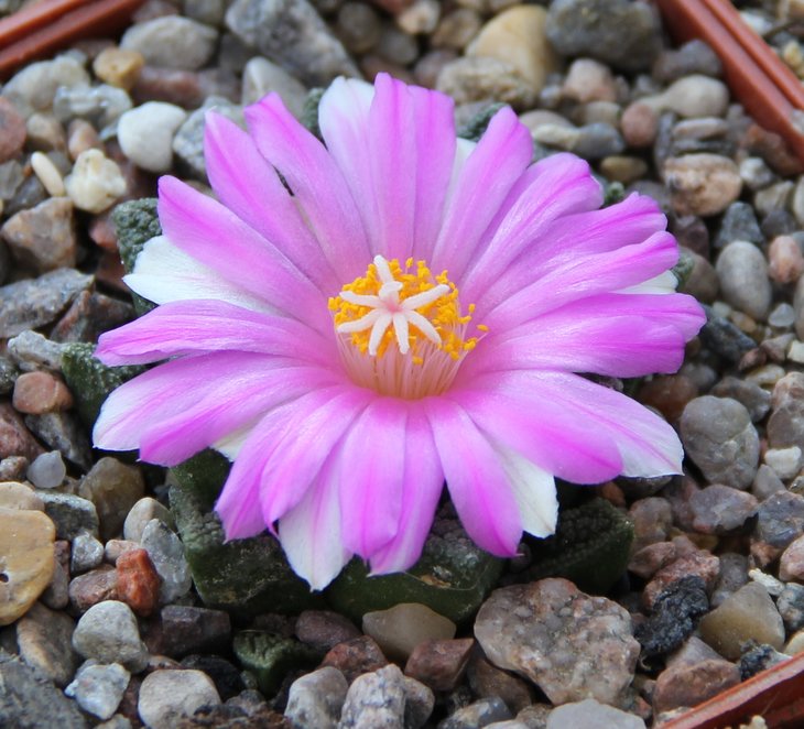 Ariocarpus fissuratus hintonii MS366.33