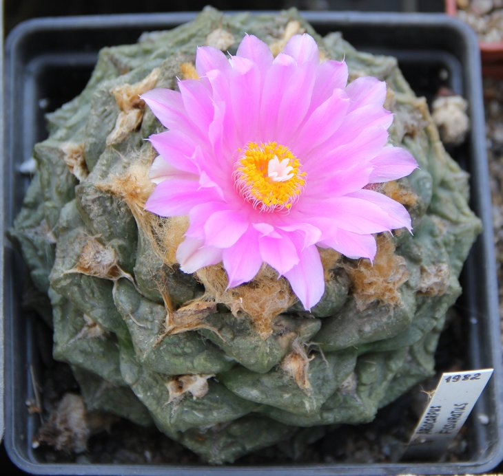 Ariocarpus fissuratus
