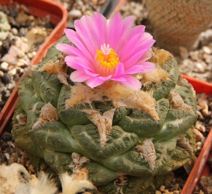 Ariocarpus fissuratus