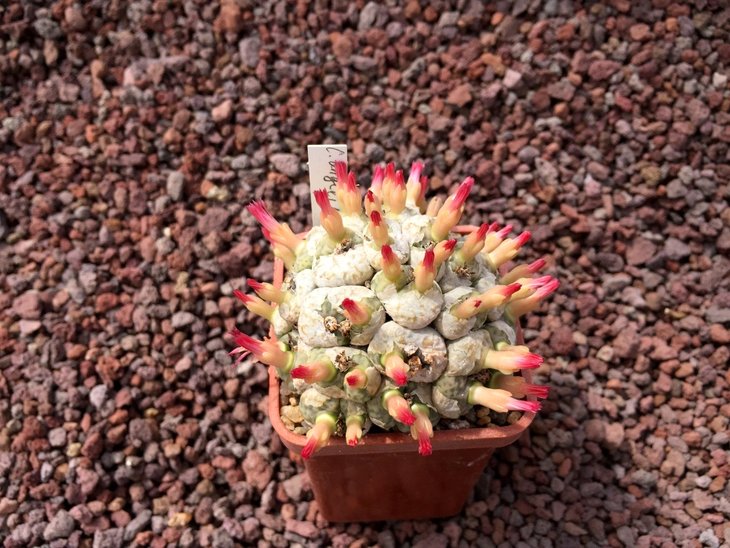 C. angelicae (from SH)