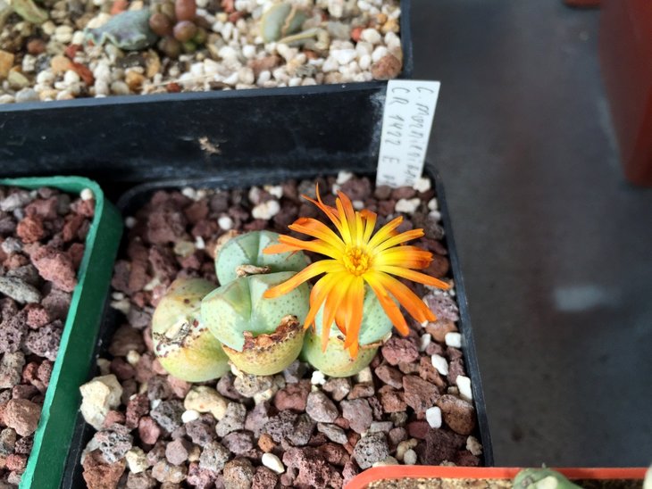 Conophytum x marnierianum · CR 1422