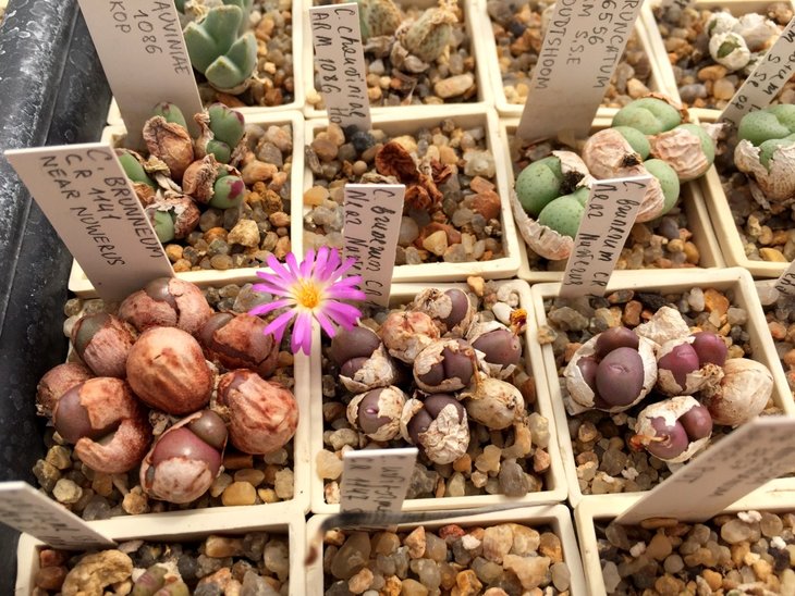 C. Brunneum CR1141