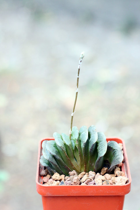 Haworthia cv. Lime Green