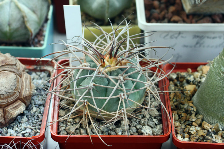 Gymnocalycium cardenasianum