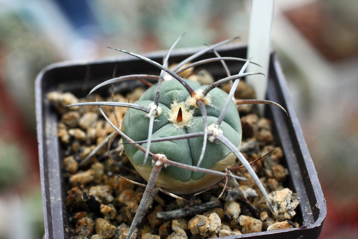 Gymnocalycium armatum VS 503