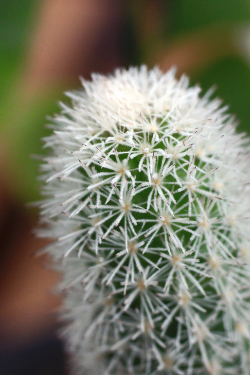 Pygmaeocereus densiaculeatus