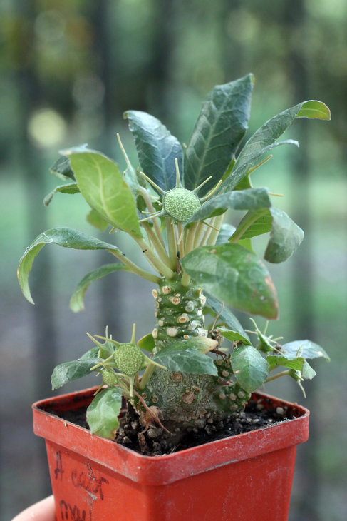 Dorstenia foetida