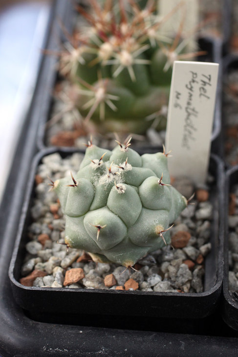 Thelocactus phymatothele