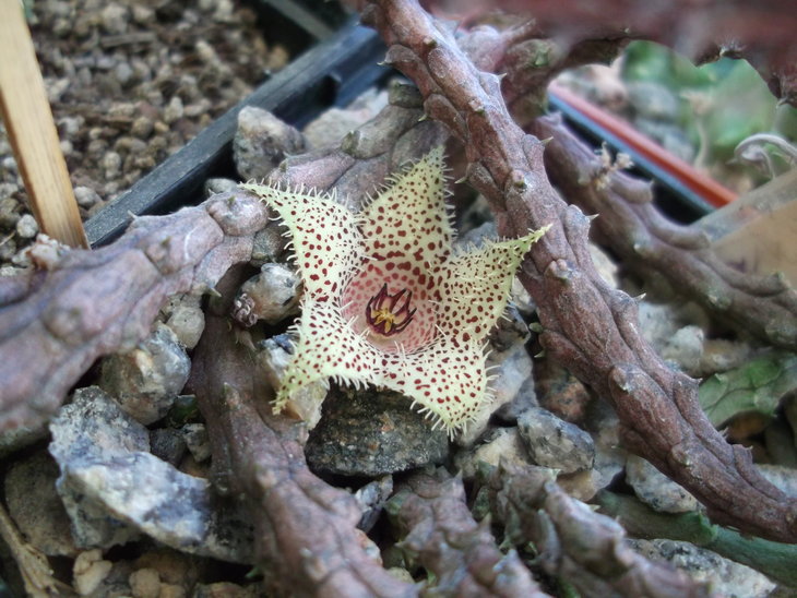DSCF4829.JPG