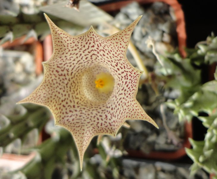 Huernia hallii PB3529 Great Karas Mountains