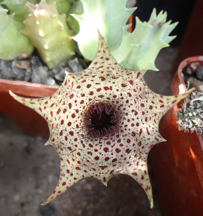 Huernia campanulata RSA Outshorn