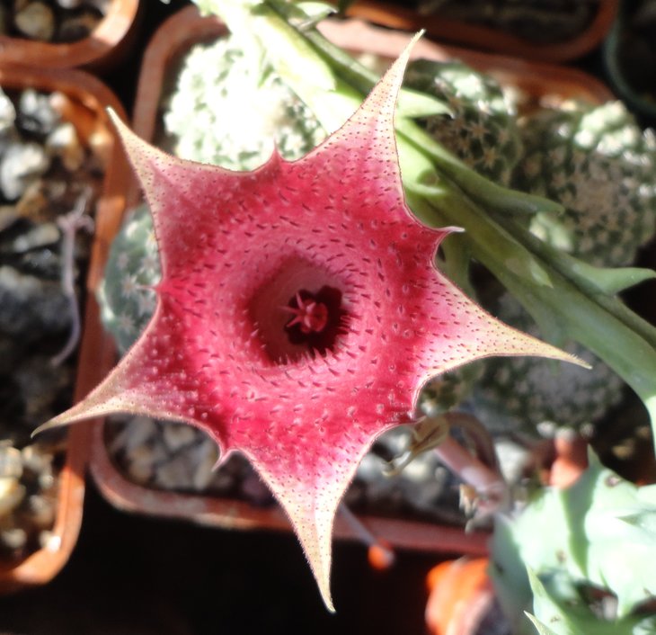 И растение полученное в прошлом году от Геннадия: Huernia insigniflora &quot;Olga 1&quot;