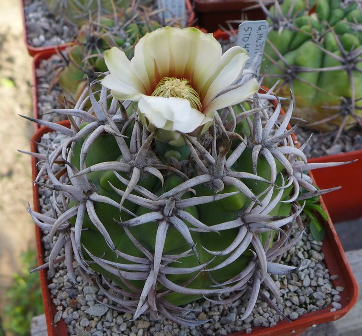 Gymnocalycium ferox STO498