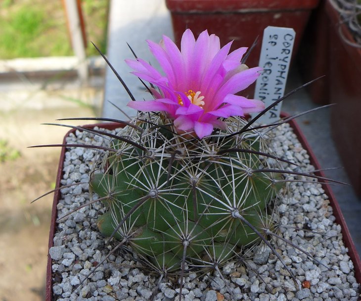 Coryphantha sp.Jeronimo KOHRES