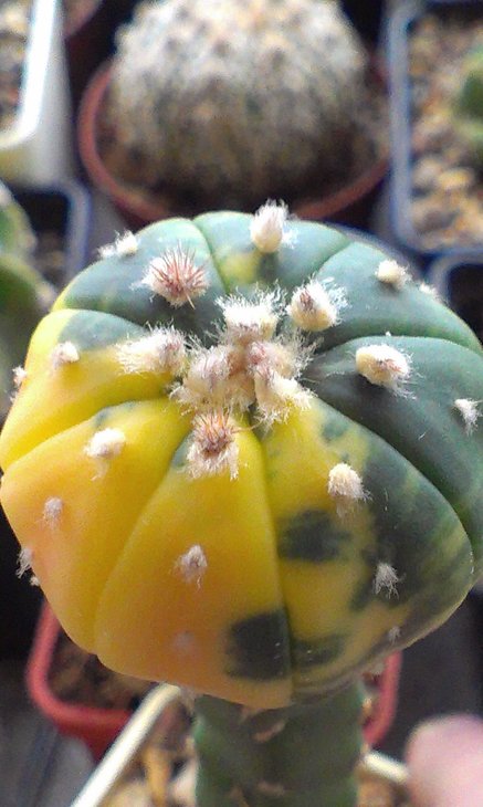 Asterias cv. Kikko variegata.