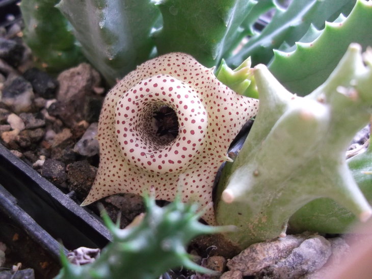 DSCF4850.JPG