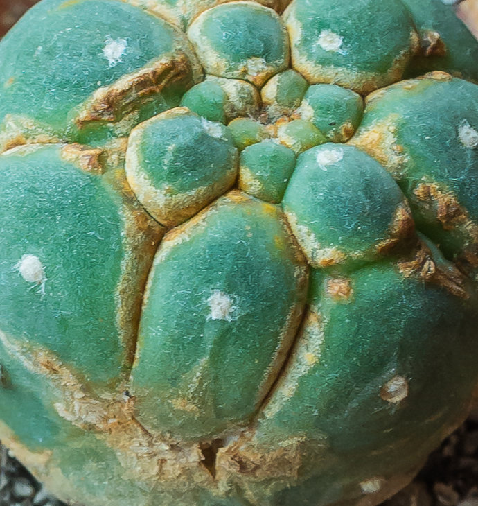 submatucana-2.jpg