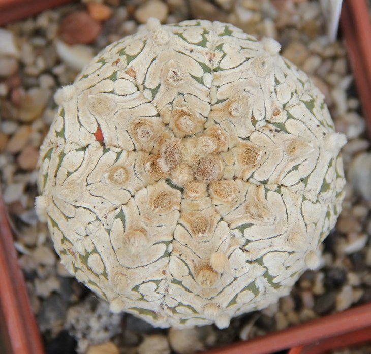 Astrophitum SK V