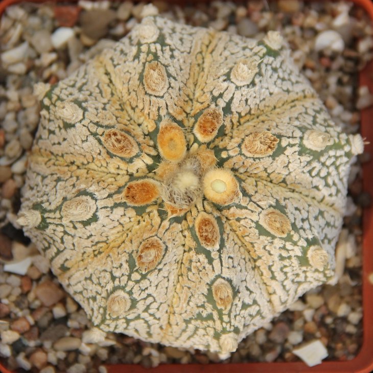 Astrophitum crassispinum X SK