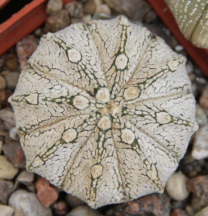Astrophitum coah X SK