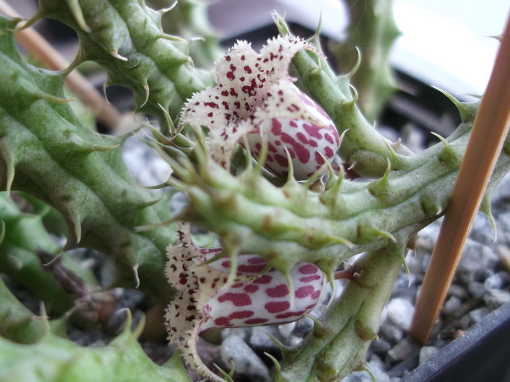 DSCF4852.JPG